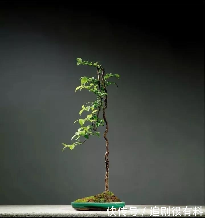 只有知道文人盆景的由来,掌握制作技巧,制作出完美的文人盆景