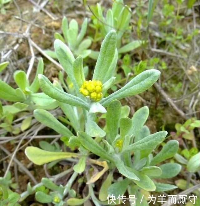 鼠曲草|这种草田间很常见，营养价值特别大，可惜有农民不懂，清热解毒好