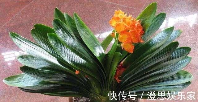 给君子兰换盆，“这点”要知道，不然不长不开花，让你“干着急”