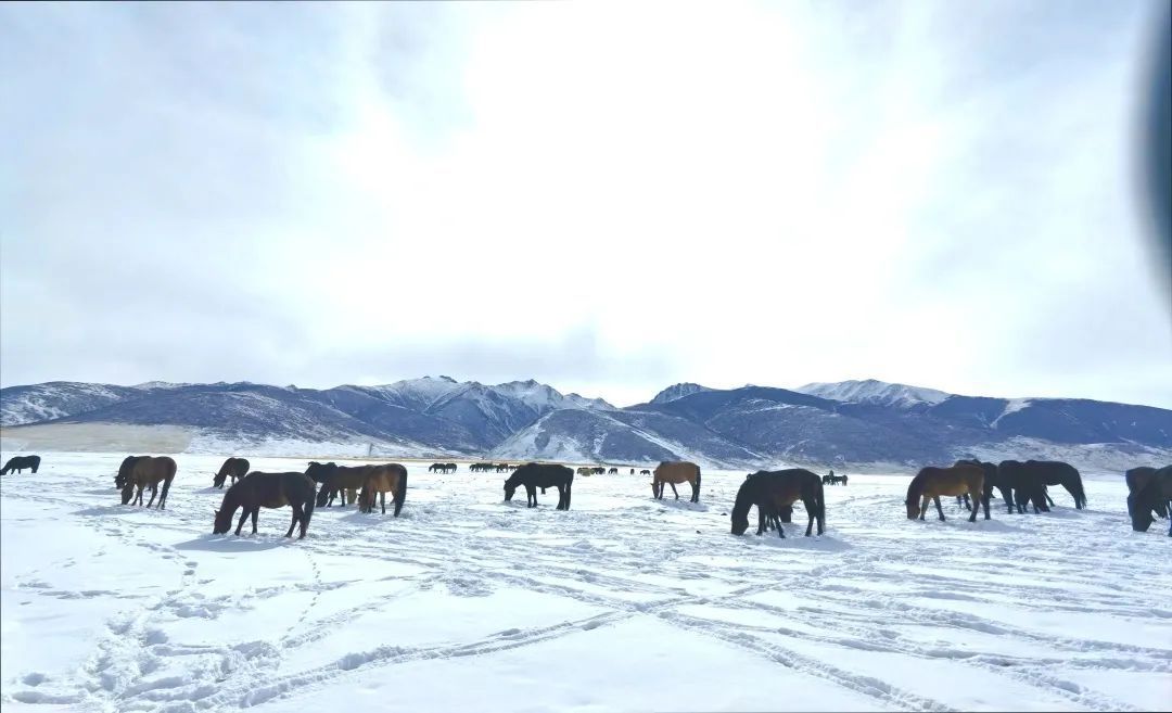 人来自|-38℃，骑马的兵哥哥真帅！