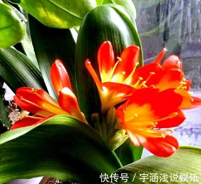 低温|低于5度,6种花一整个冬天不浇水,也能照样活