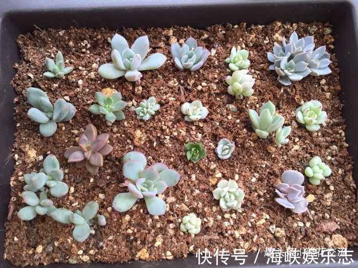 叶片|这三种简单方法可以繁殖多肉植物，叶片、枝条和侧芽都可培育
