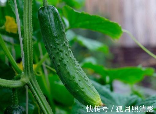 买黄瓜时，如何辨别激素黄瓜菜农记住这四点，再也不会挑错