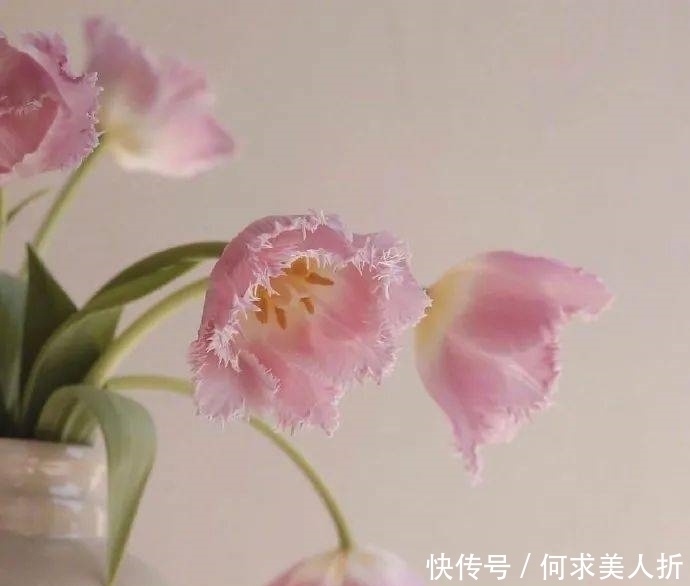 海王在便利店偷了一包虾条变成海贼王|背景图| 背景图