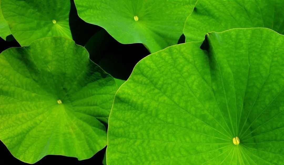 莲须|一物“六药”,全身都是宝!清心安神,补脾止泻,搭配这4种方法效果更好