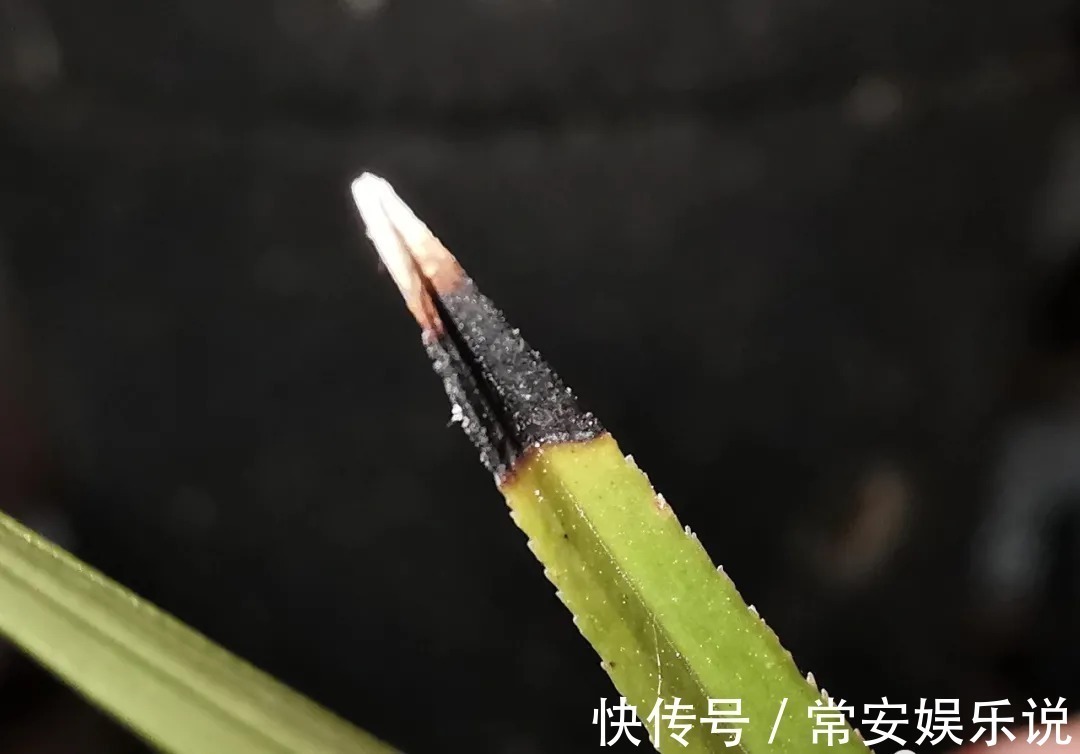 兰花叶片焦尾怎么办?试试这些方法,总有一款适合你