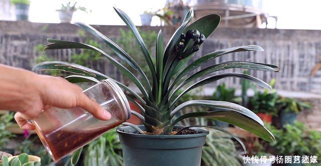 茶叶渣直接倒了真可惜,不如这样处理,当成养花肥促进开花