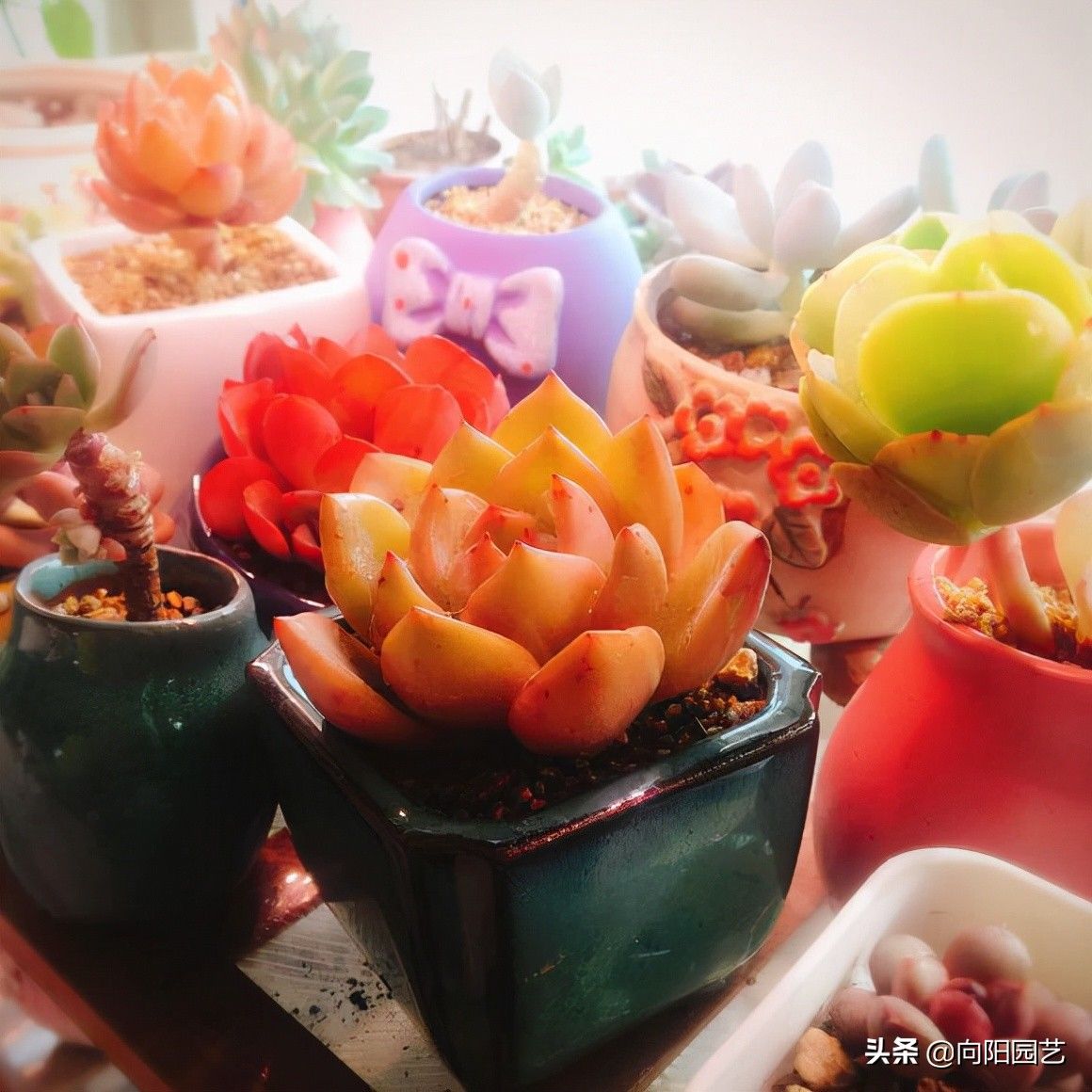 二手|花最少的钱，买最便宜的多肉，专挑二手多肉，也可以养得很好