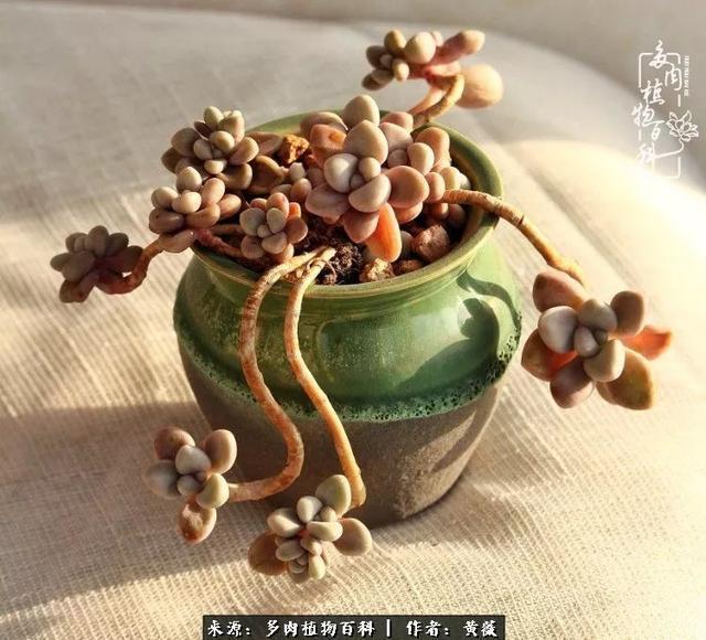 养了三年多肉，终于明白佛系养肉才是王道！