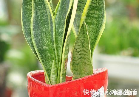 福气|懂花人就喜欢这三种花，放在家里既上档次又招财，家人福气旺