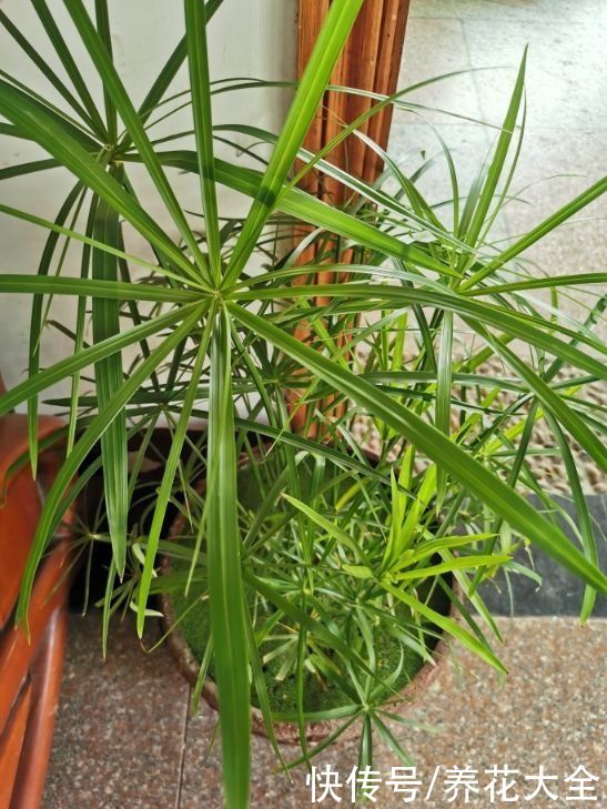 农村常见的野草，城里人当成了宝贝，花市卖得还挺贵