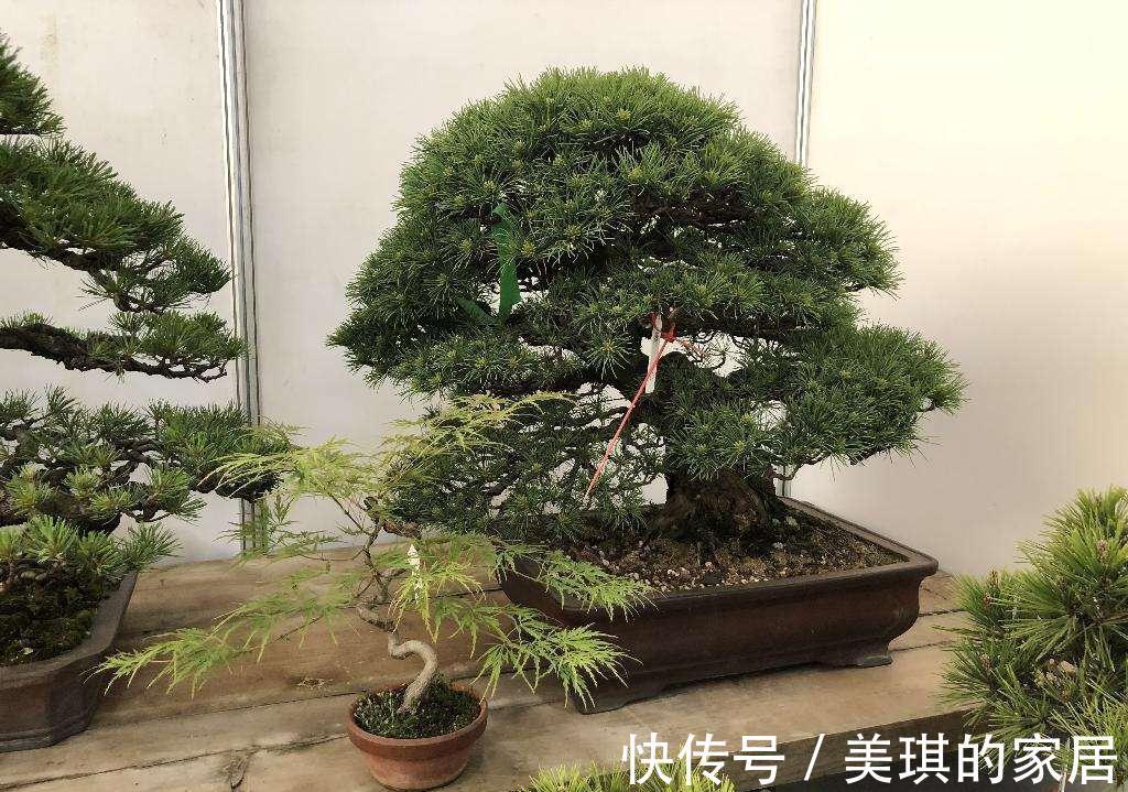 5种“富贵花”，客厅养一盆，贵气又吉利，有钱人家都爱养