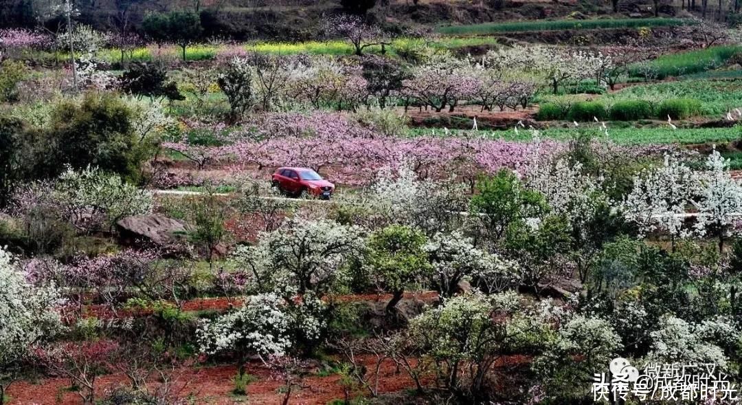 中年|成都附近 2万多亩桃花圣地即将盛开 不是龙泉哦