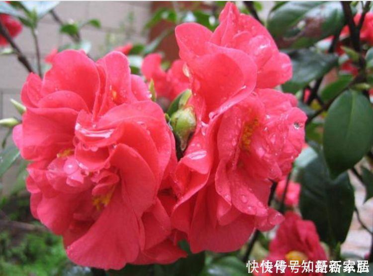 4种花很耐养,沾土就能活,越懒养长得越好,给点阳光就爆盆!