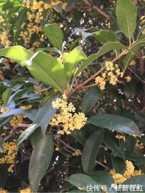 旺财|6种花镇宅旺财,净空气促健康,养过的都说“值得”!