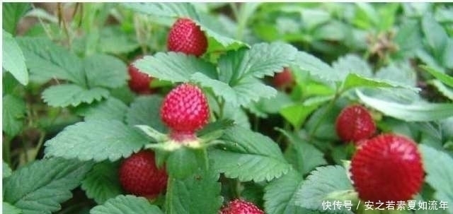 桑果树|农村常见的几大野果,你吃过几种?最后一种甜的都让人犯恶心!