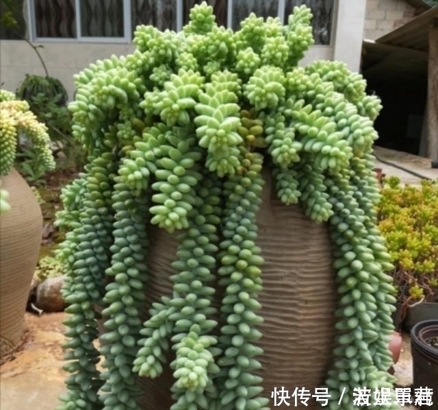 叶子|10款能吊起来养的多肉,一个比一个美,还不占地方