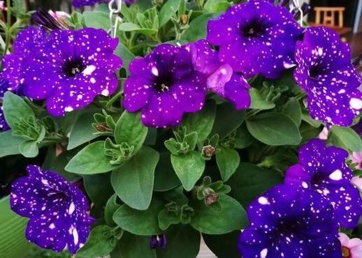 春天就养此款植物，丢到阳台，四季有花开，花香四溢飘满屋