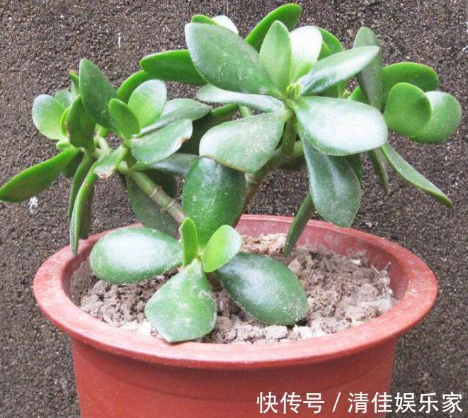 饮料|玉树一浇水就“变矮”换点“饮料”喝,枝干壮如松,叶片厚又亮