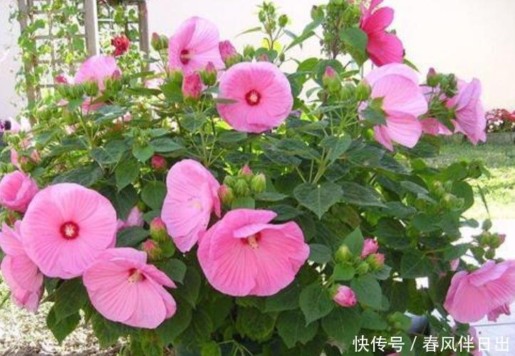 这几款小花,便宜又好养,花儿轻松开爆盆,适合阳台盆栽