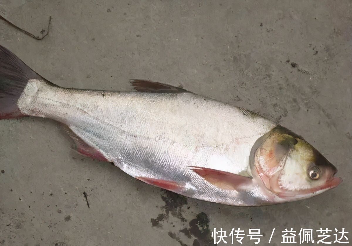 鲫鱼|钓鲢鳙用饵的精髓，怪不得鲢鳙接二连三的上钩
