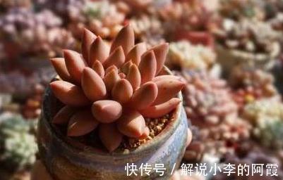 每日多肉植物分享,耐旱型红蜻蜓多肉植物,出状态超级美