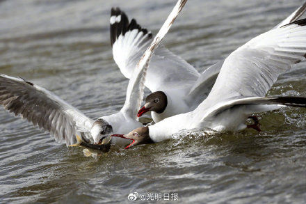 蕴藏量|青海刚察迎来湟鱼洄游季 湟鱼对青海湖有多重要？