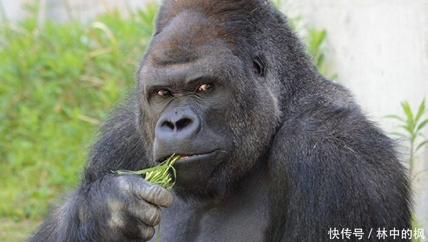 来看|快来看啊,我抓到了一群吃货!真是吃出新境界!