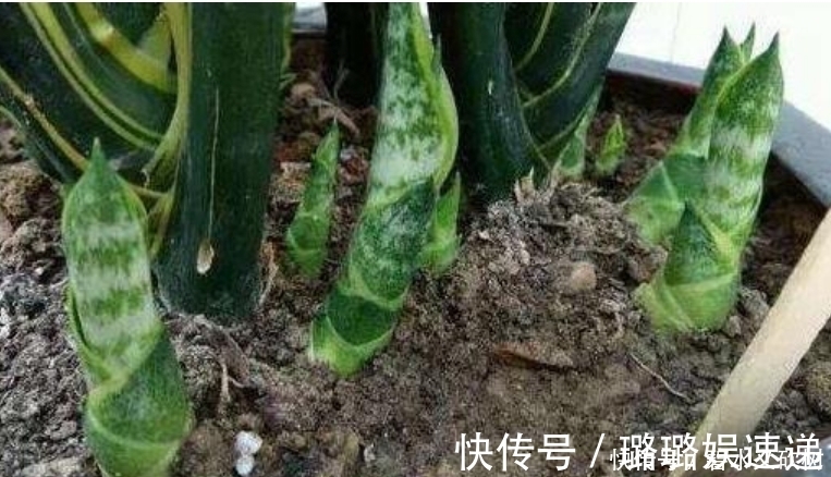 居家就养此款花卉,不闻不问,越不管长得越旺,懒人新手最适合!