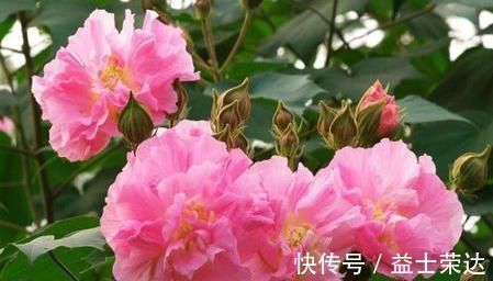 芙蓉花芙蓉花|五种降血压的天然“良药”,好吃还便宜,身边超市就能买到!