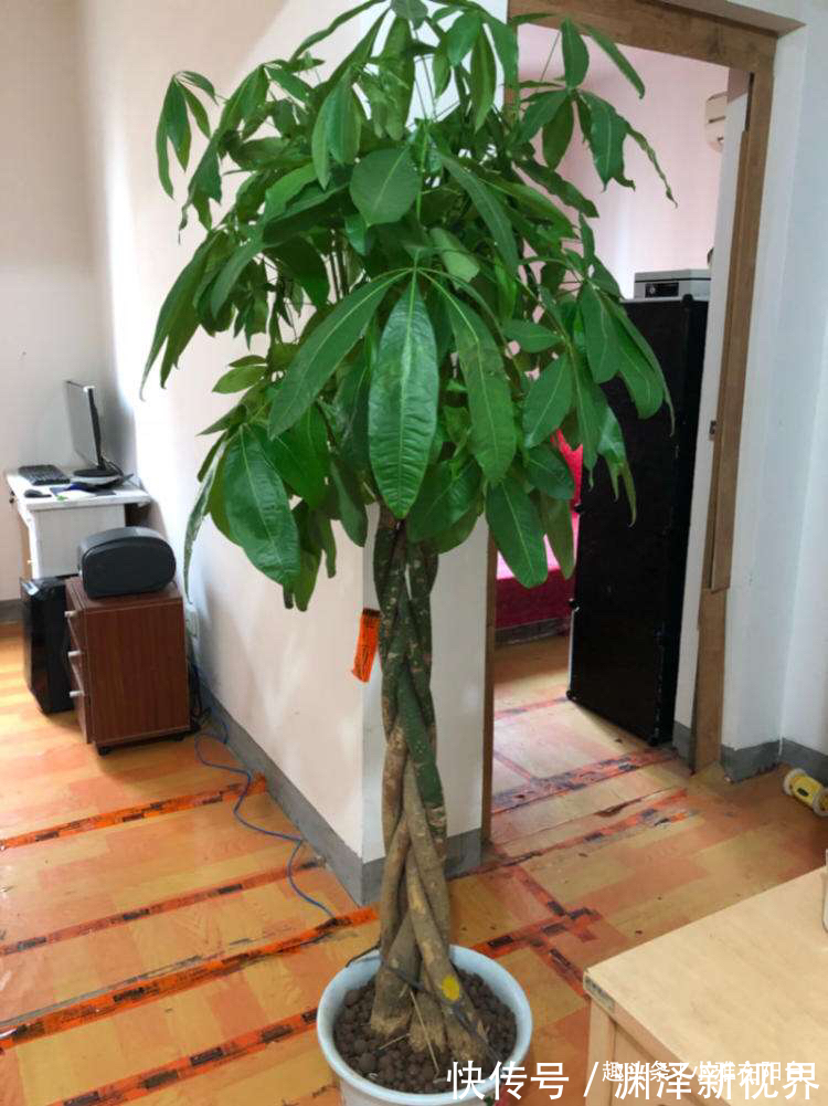 浇水|家庭养“发财树”，别乱施肥、乱浇水，控制好光照，蹭蹭长得旺！