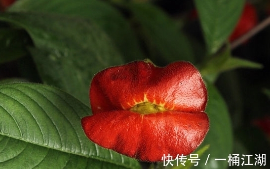 快来亲吻我、热情的吻、甜蜜的吻,深情的拥抱甜蜜的热吻