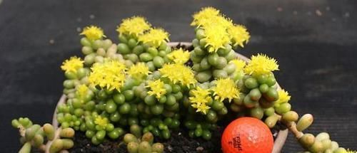 养多肉绿龟之卵，摸清这些，叶子水灵灵、翠绿欲滴