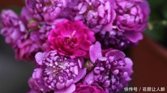 甜蜜马车|新手养花,不如养盆花中精品“甜蜜马车”,花团锦簇,生机盎然