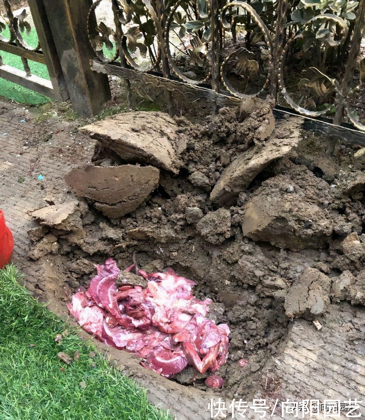 施肥|地栽的月季花，死鱼当成肥料，肥效十足，埋深点，不会有老鼠