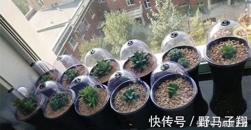 水培花|家里的废瓶用来养花,“噌噌”冒出大白根,新叶呼呼长不停