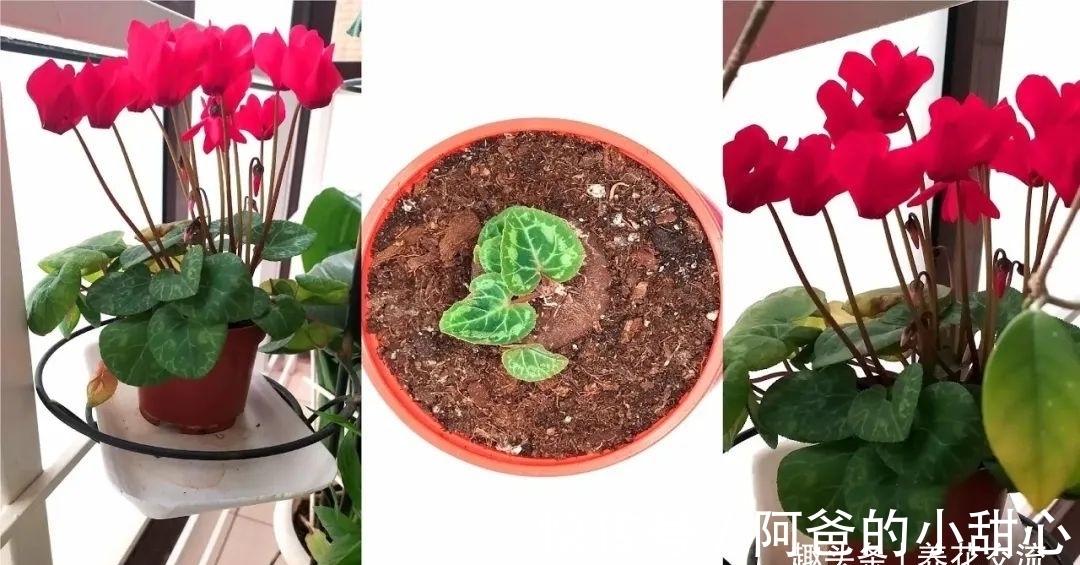 养盆栽仙客来掌握7点,养20~30年都不是问题,年年能开花