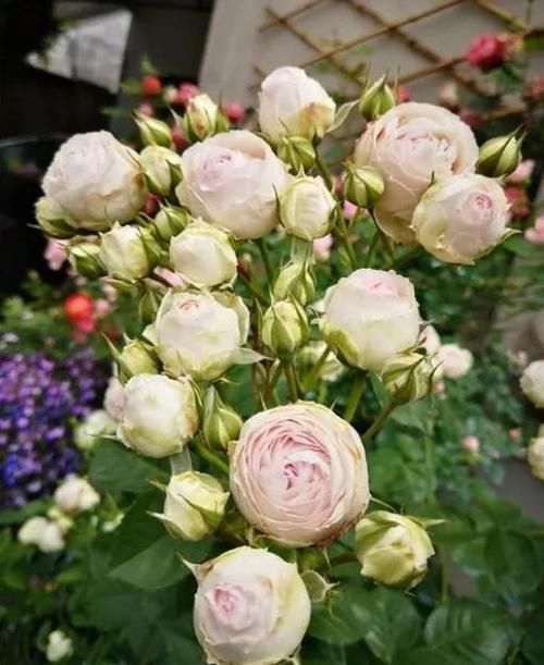 月季发芽后，新叶泛黄怎么办？3个原因，1个解决办法！