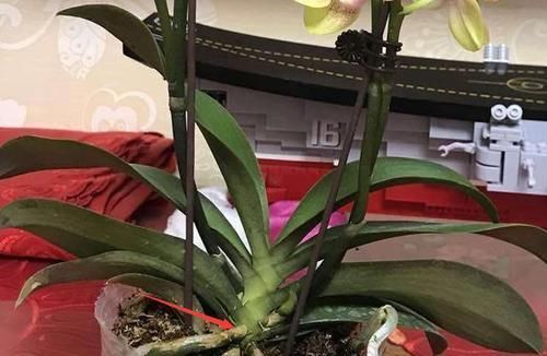 气根|花草长气根该不该剪掉这4款花需谨慎,不然养一盆死一盆