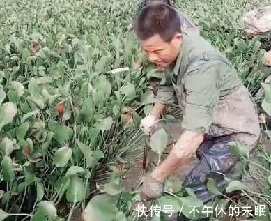 动静|男子在水塘清理水葫芦时,发现水下有动静,一把抓出后,两眼发光