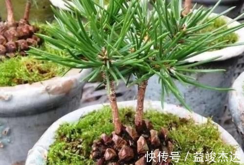 山上捡来的松塔，简单几步就能让它发芽，成了美观的小盆景