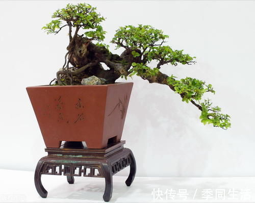 雀梅盆景的一些养护技巧,简单易懂,不知道这些养护技巧,会吃亏