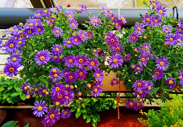 好习惯|5个养花好习惯,学会了,啥花都能养爆盆!