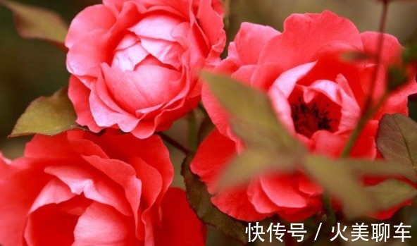 花中皇后|喜欢养花，不如养盆长寿花，花叶俱美，四季开花