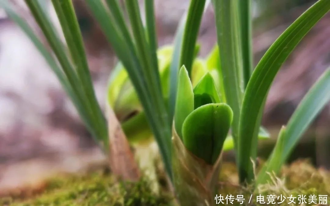 兰花花蕾掉了是什么原因？这三种情况最多见，蕙兰更要注意