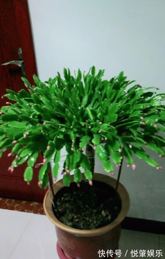 蟹爪兰|蟹爪兰叶子“软塌塌”教你做3步,嗖嗖冒新叶,入冬花朵爆盆