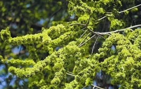 超市|农村一种野菜,长在树上不起眼,其实比肉贵,城里超市15元一斤