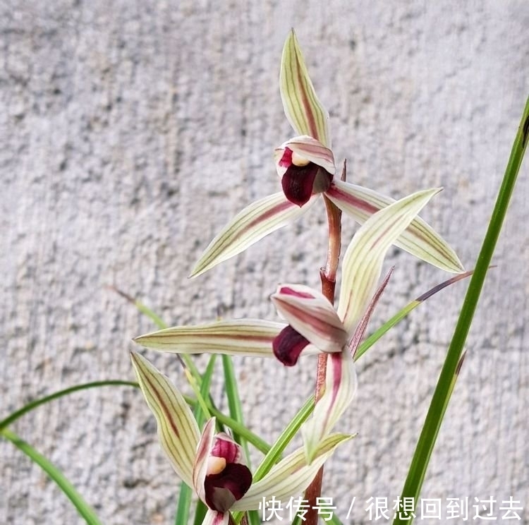 腐叶土|鹅卵石做兰花护盆可以吗?网友的骚操作让人哭笑不得,替兰花无奈