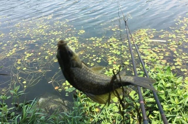 钓鱼中的“黑话”知多少?能听懂10个以上的是老钓手