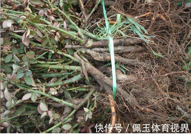 月季|一个月狂卖4万多件,老桩月季收割了多少人的智商税
